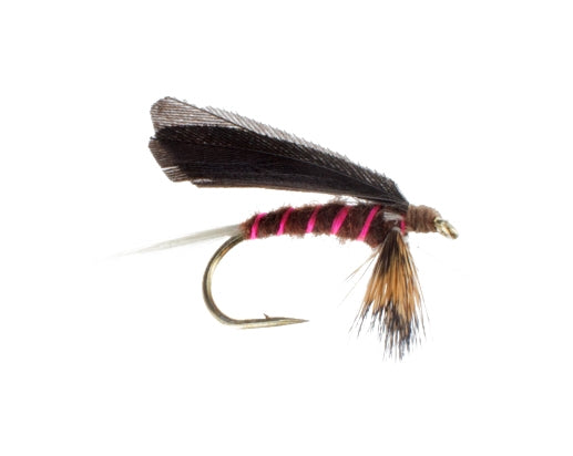 Burnt Wing, Mahogany