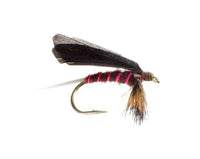 Burnt Wing, Mahogany