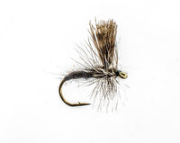 callibaetis