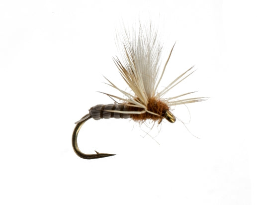 Cranefly, Deschutes