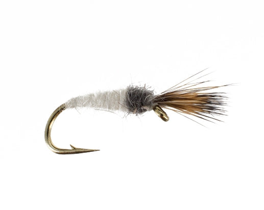 Cranefly Larva