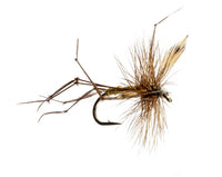 Daddy Long Legs