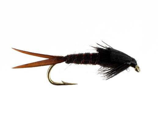 Early Black Stonefly