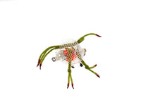 Flex Crab, Olive