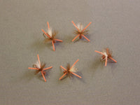 Power Ant