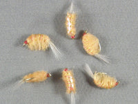 Original Bighorn Scud, Orange grouped