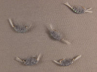 Scud, Flashback, Gray grouped