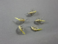 Shrimp #8 grouped