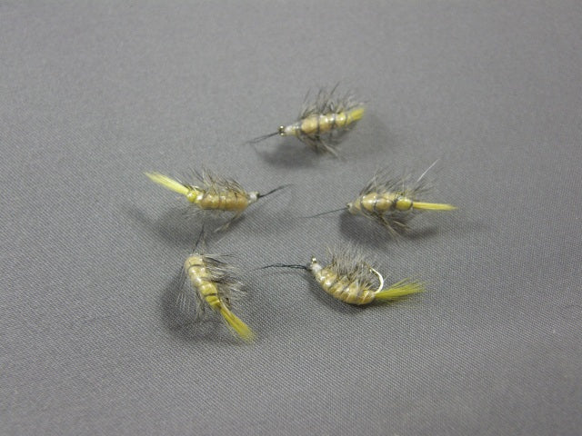 Shrimp #8 grouped