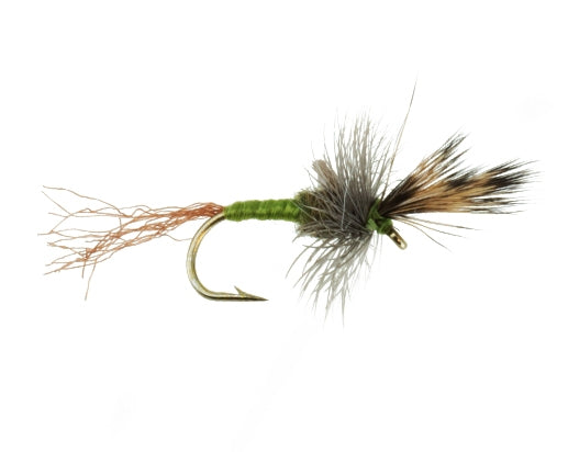 Fluttering Cripple, Olive