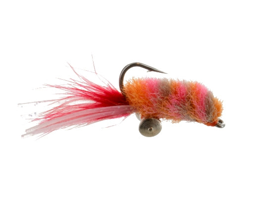 Ghostly Shrimp, Orange