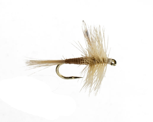 Ginger Mayfly