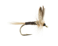 Ginger Quill
