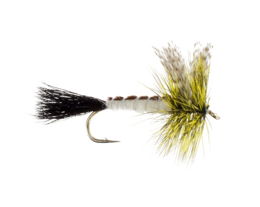 Green Drake, Eastern
