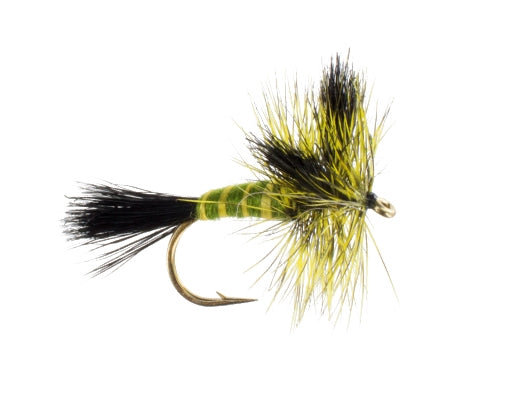 Green Drake, Western