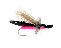 Gypsy King, Pink