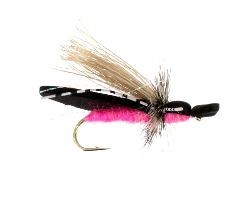Gypsy King, Pink