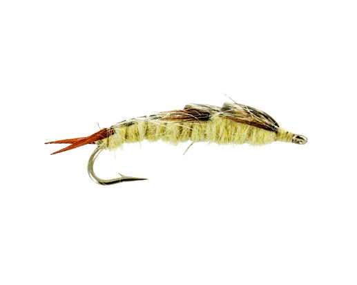 Heath's Stonefly, Pale Yellow