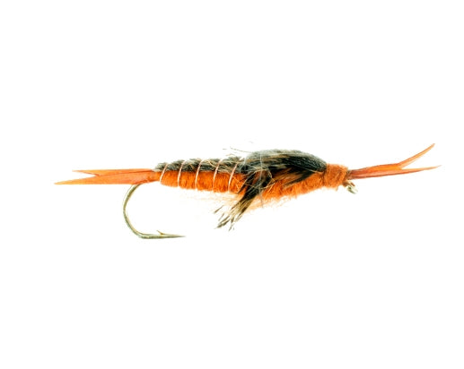 Hellgrammite, Brown