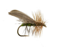 Henryville Caddis, Olive