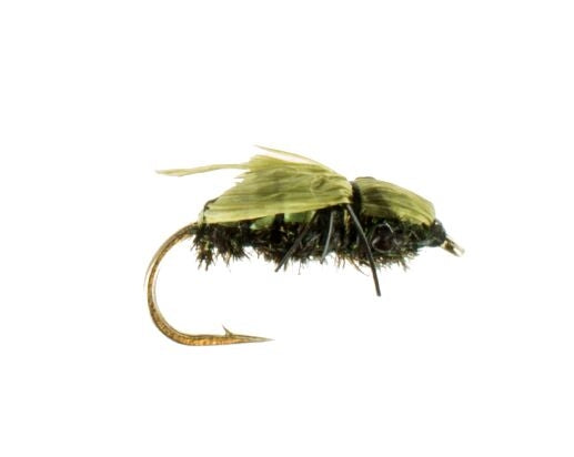 Housefly