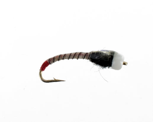 Jojo Chironomid, Zebra