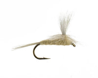Light Cahill, Parachute