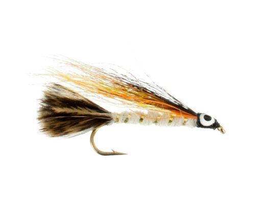 Little Brown Trout
