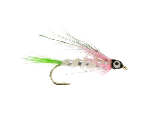 Little Rainbow Trout