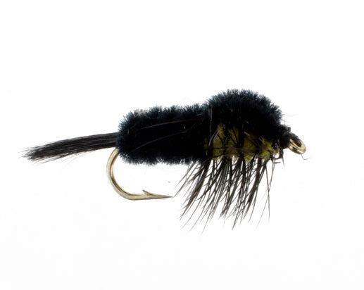 Montana Stonefly