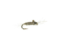 Mysis Shrimp