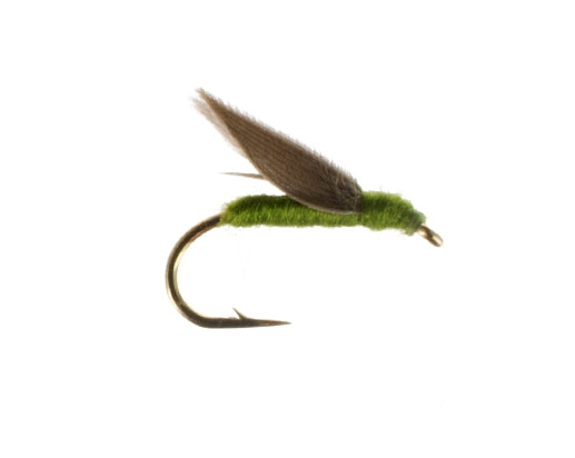 No Hackle, Olive