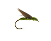 No Hackle, Olive