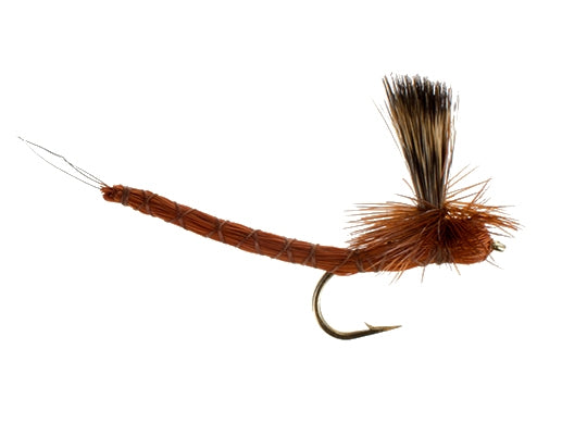 Paradrake, Brown