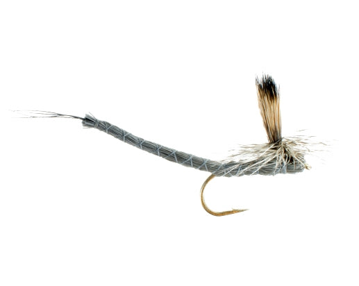 Paradrake, Grey