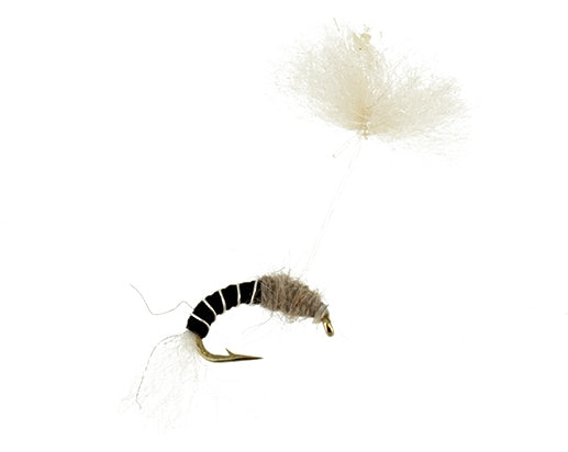 Parasol Midge, Black