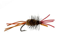 Pistol Shrimp