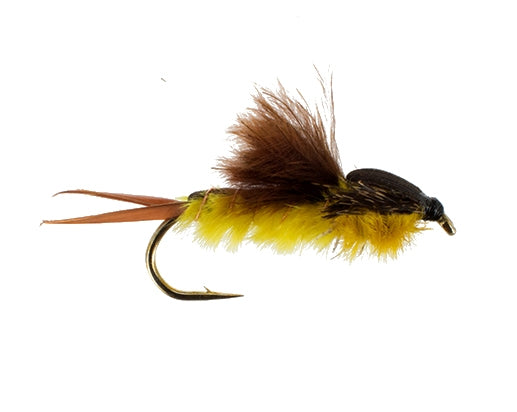 Profile Stonefly
