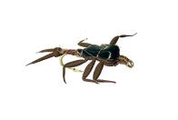 Real Fly Mayfly Nymph, Brown