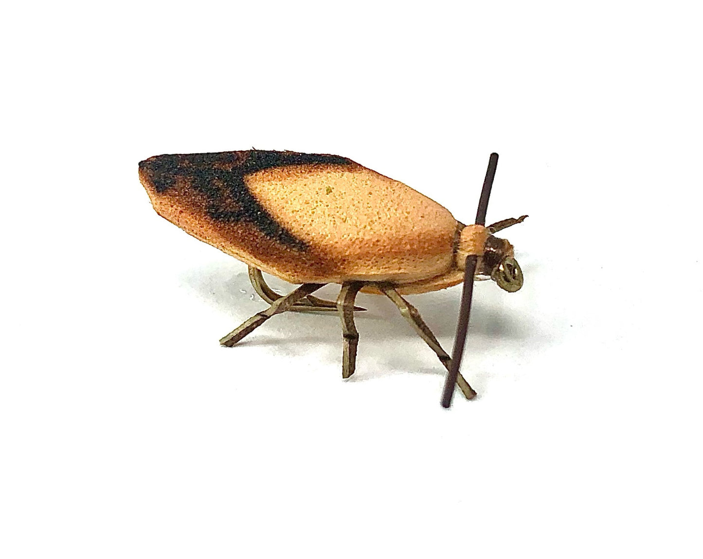 Real Fly Stink Bug, Tan