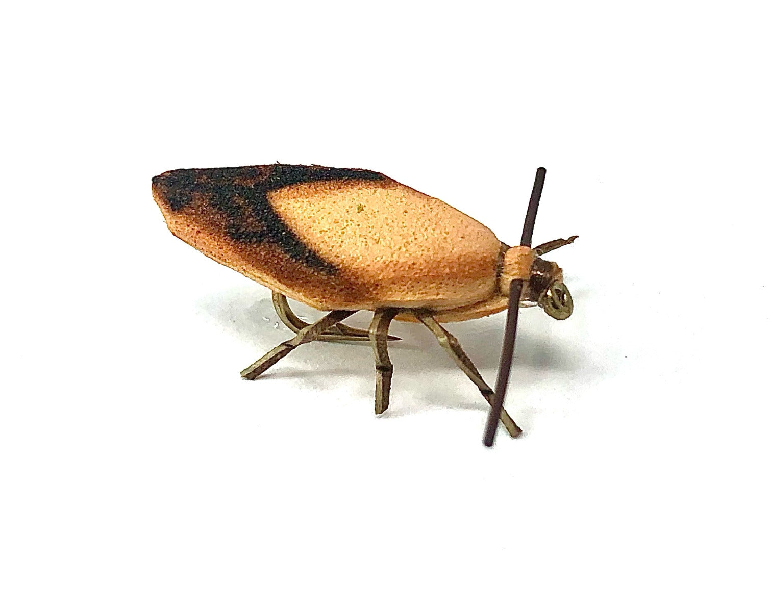 Real Fly Stink Bug, Tan