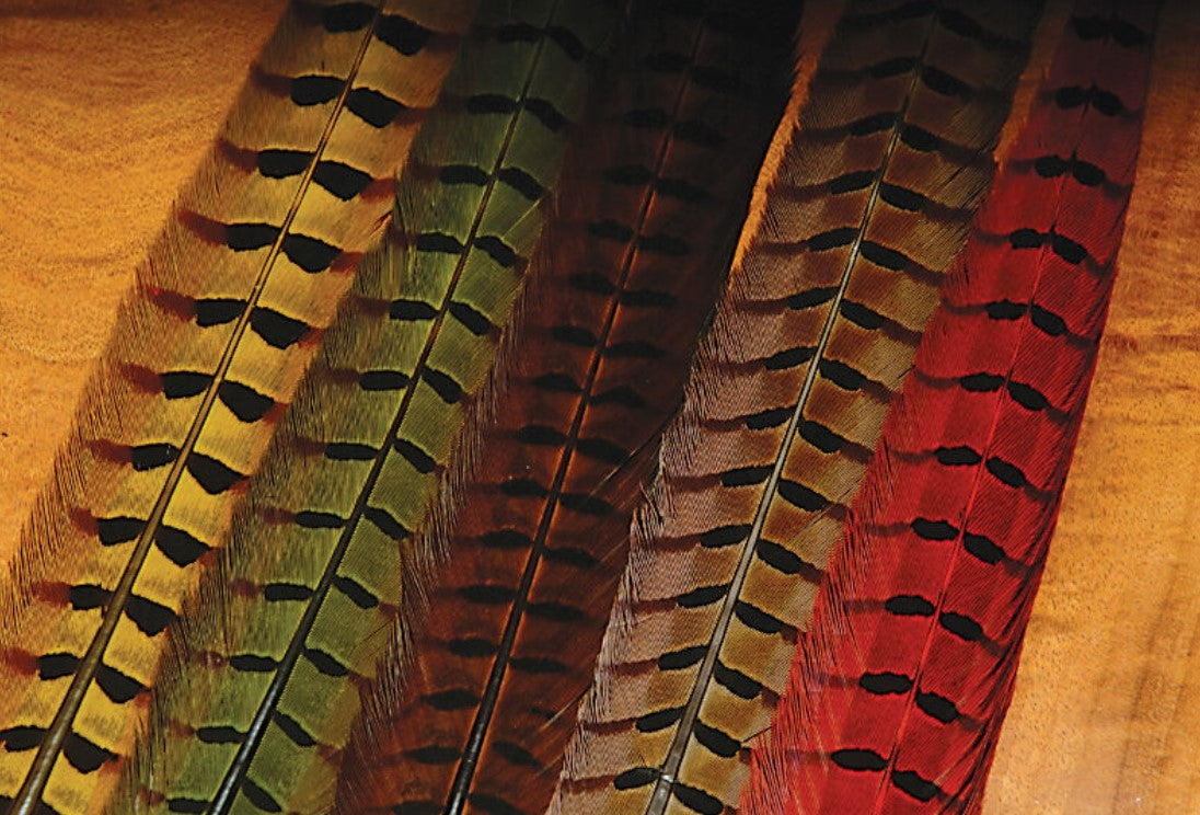Ringneck Pheasant Tail Feathers