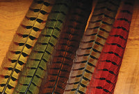 Ringneck Pheasant Tail Feathers