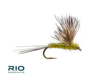 Rio Comparadun, Baetis