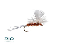 Rio Parachute, Rusty