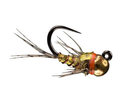 Rio Morrish Sparkle Donkey TB, Gold