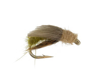 Sedge, Olive