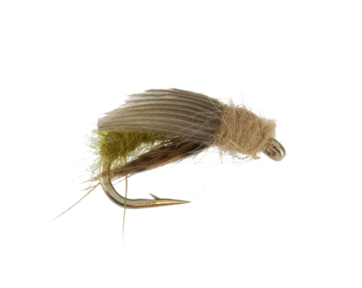 Sedge, Olive