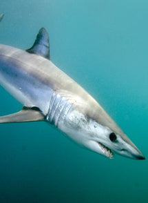San-Diego-California-Mako-Shark-Fishing