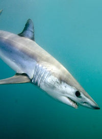 San-Diego-California-Mako-Shark-Fishing